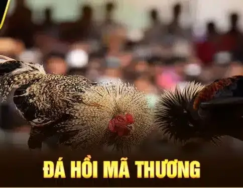đá gà hồi mã thương