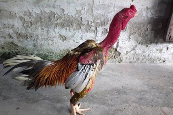 Câu hỏi thường gặp về đá gà hồi mã thương