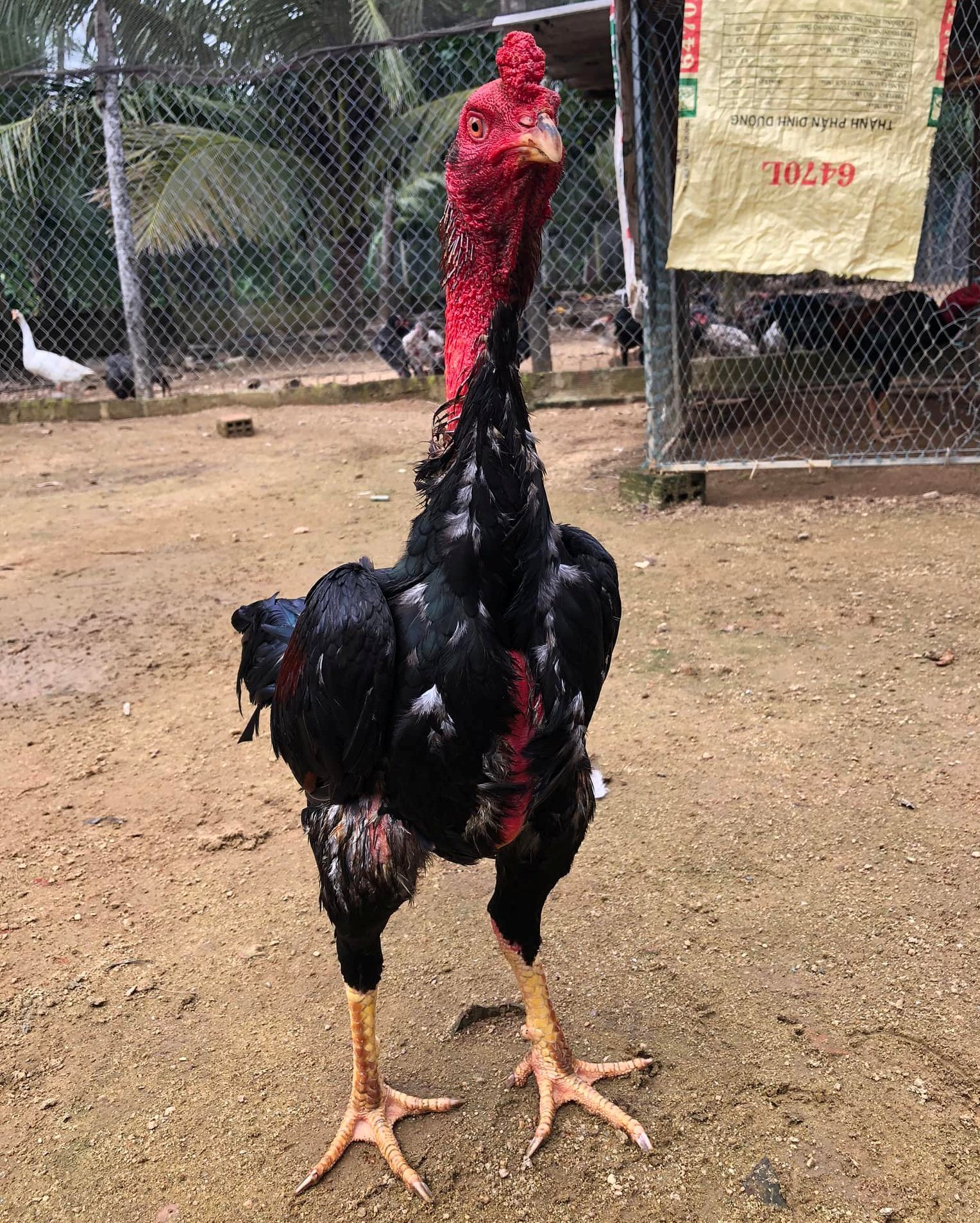 Cách tổ chức đá gà hồi mã thương