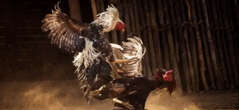 Mẹo cá cược đá gà thomo campuchia nhà cái Rik88