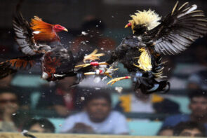 Lý do chọn đá gà thomo campuchia nhà cái Rik88