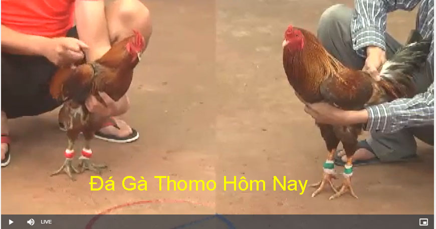 Câu hỏi thường gặp về đá gà thomo campuchia nhà cái Rik88