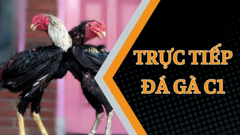 đá gà trực tiếp C1 nhà cái Rik88