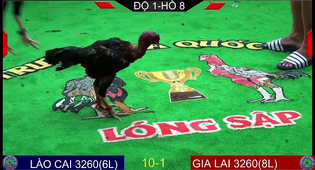 Mẹo cá cược đá gà trực tiếp C1 nhà cái Rik88