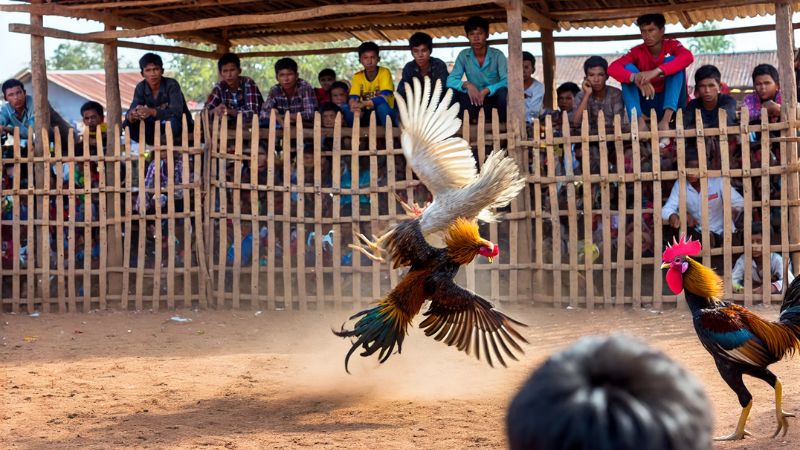 Câu hỏi thường gặp về đá gà trực tiếp C1 nhà cái Rik88